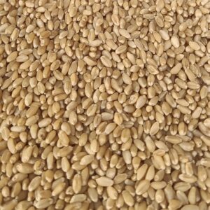 Wheat/गहू 1kg