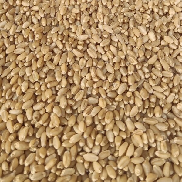 Wheat/गहू 1kg